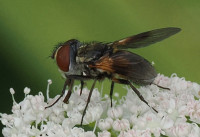 Ectophasia-crassipennis-F